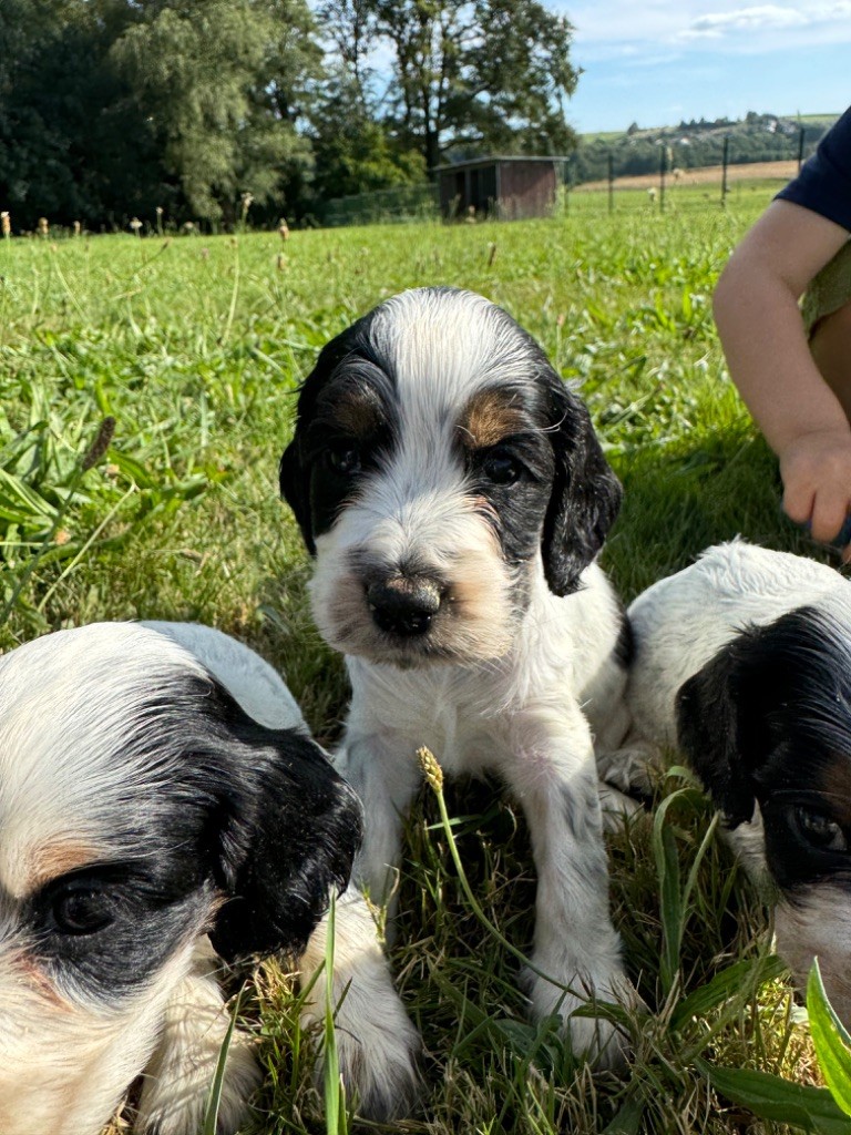 de la P'tite Mosellane - Chiot disponible  - Cocker Spaniel Anglais