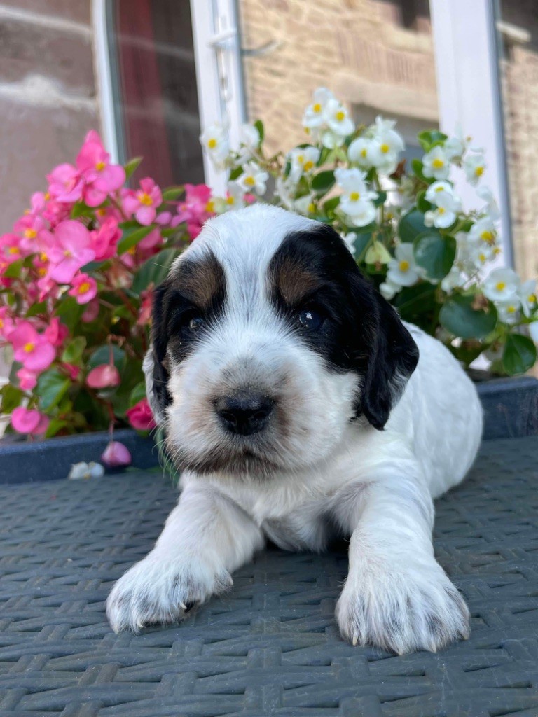 de la P'tite Mosellane - Chiot disponible  - Cocker Spaniel Anglais