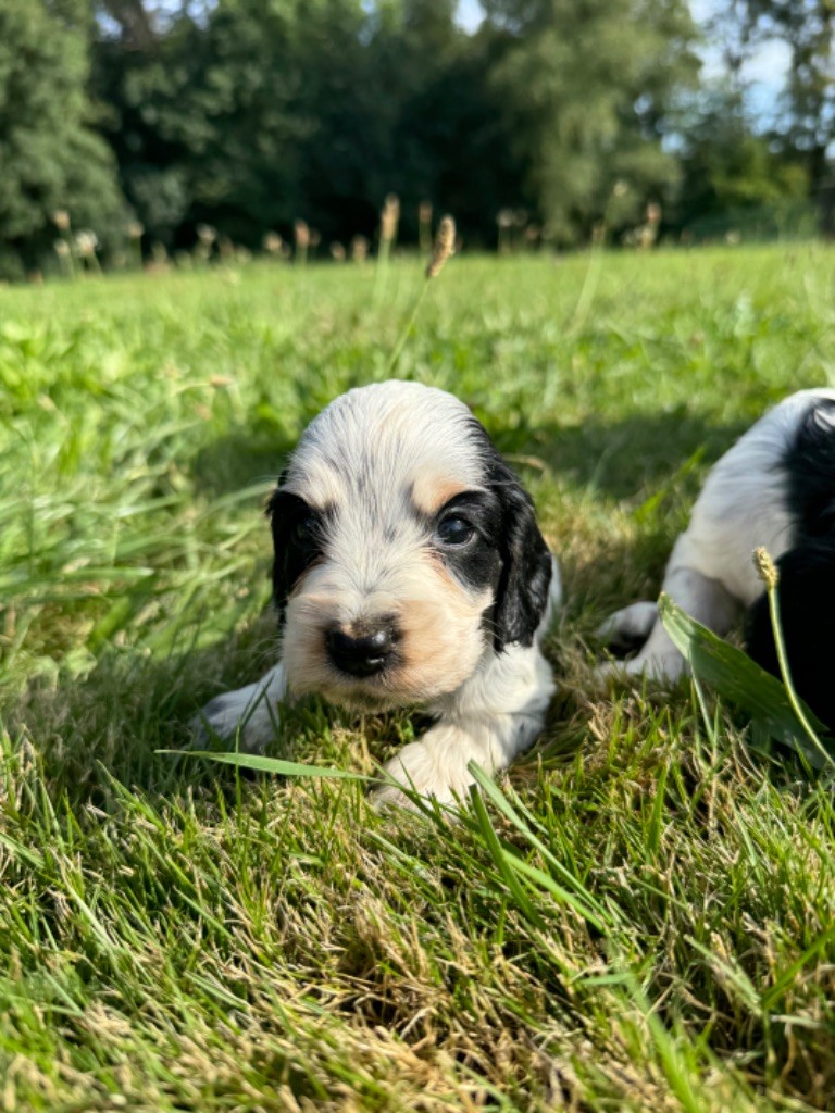 de la P'tite Mosellane - Chiot disponible  - Cocker Spaniel Anglais