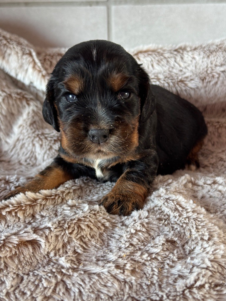 de la P'tite Mosellane - Chiot disponible  - Cocker Spaniel Anglais