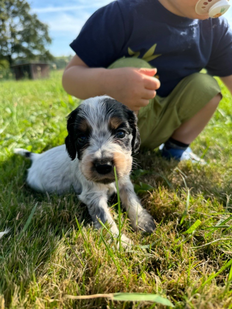 de la P'tite Mosellane - Chiot disponible  - Cocker Spaniel Anglais