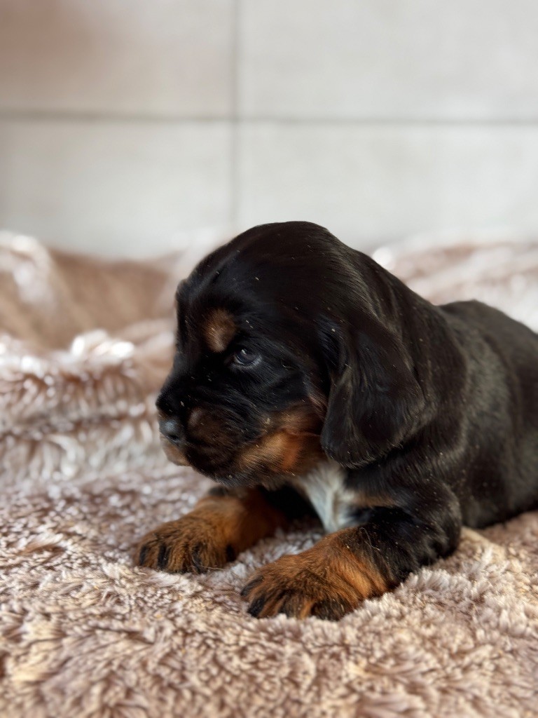 de la P'tite Mosellane - Chiot disponible  - Cocker Spaniel Anglais