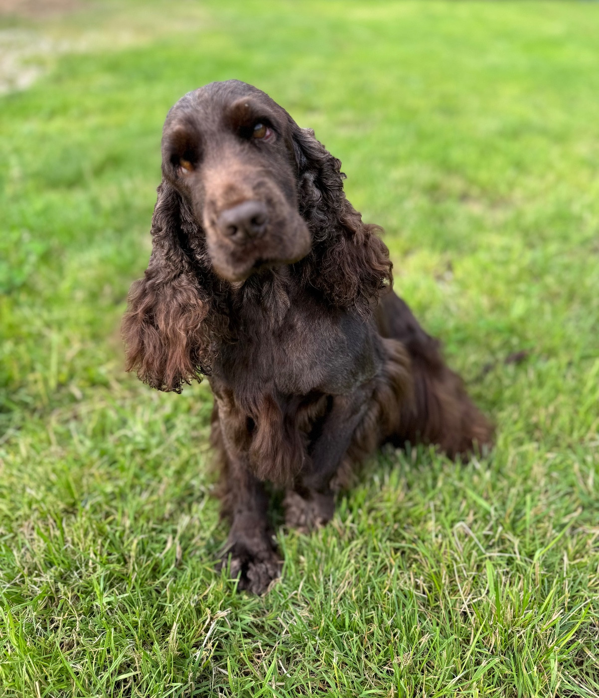 Toutoune De La Rose Anglaise