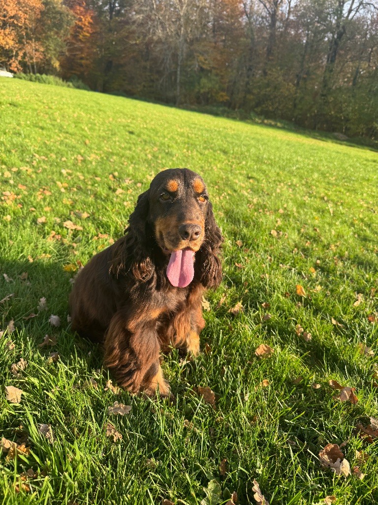 Vagabond Du Royaume Des Quatre Pattes