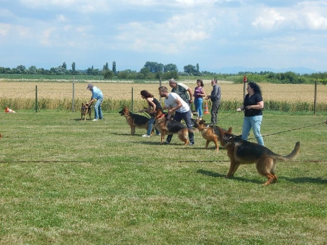 Pfaffenheim 2015