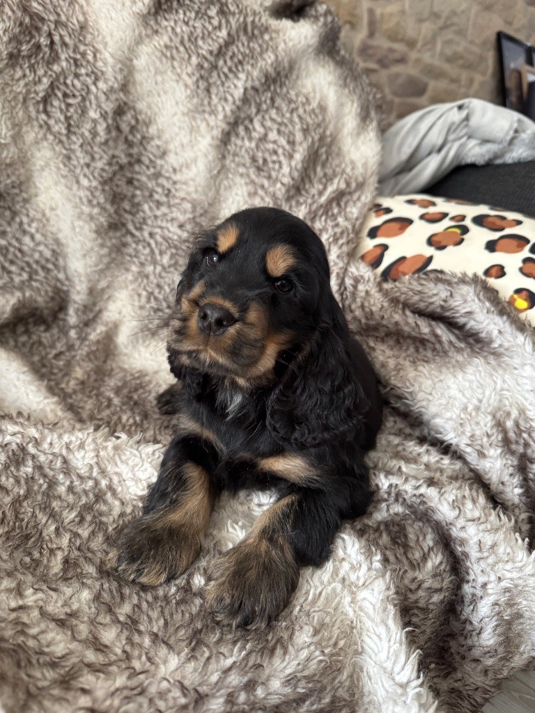 chiot mâle cocker