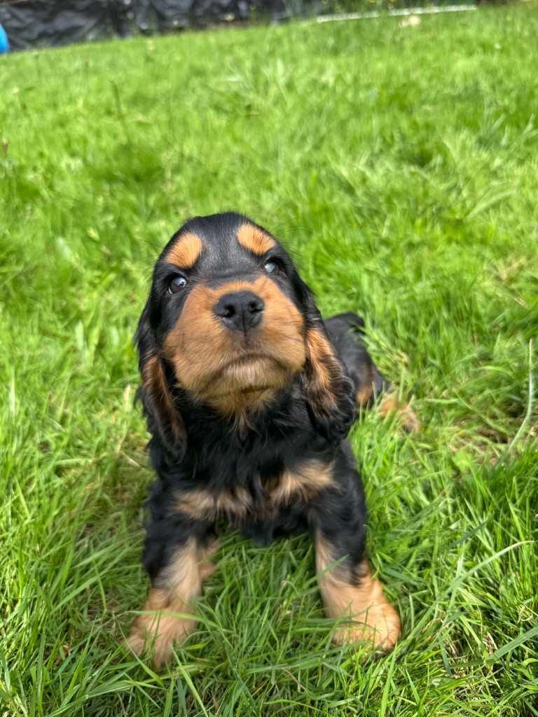 de la P'tite Mosellane - Chiots disponibles - Cocker Spaniel Anglais