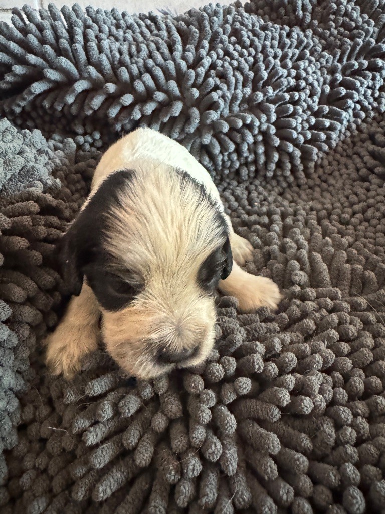 de la P'tite Mosellane - Chiots disponibles - Cocker Spaniel Anglais