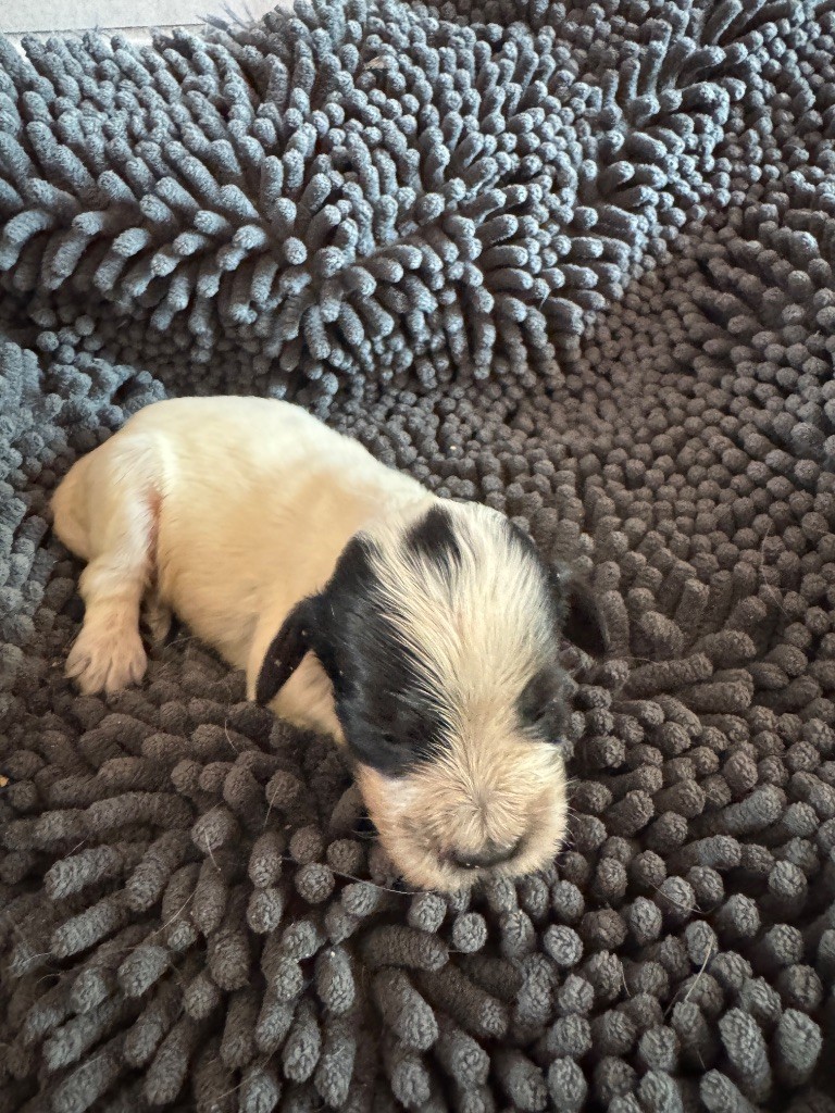 de la P'tite Mosellane - Chiots disponibles - Cocker Spaniel Anglais