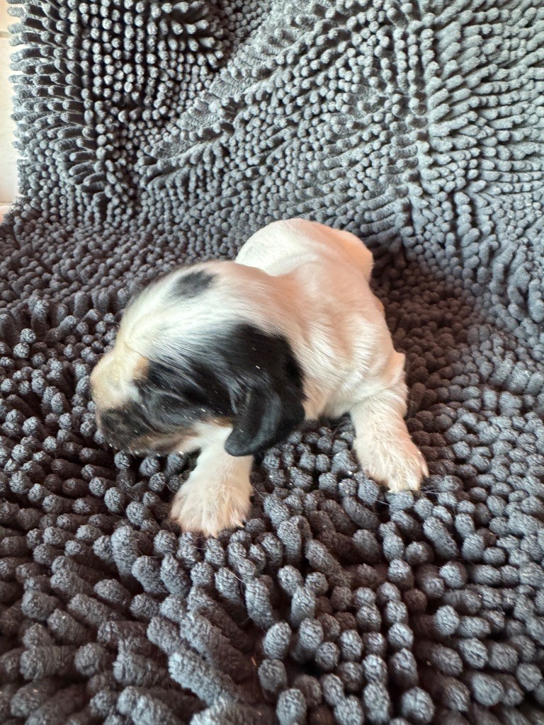 de la P'tite Mosellane - Chiots disponibles - Cocker Spaniel Anglais