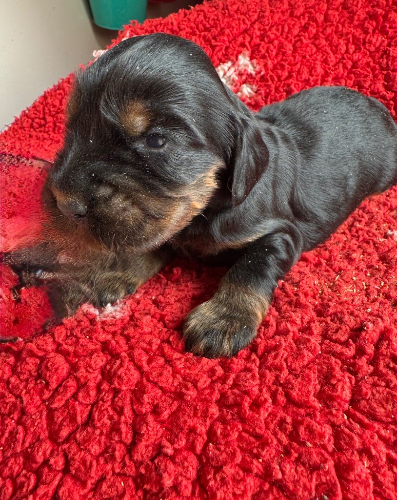 de la P'tite Mosellane - Chiots disponibles - Cocker Spaniel Anglais