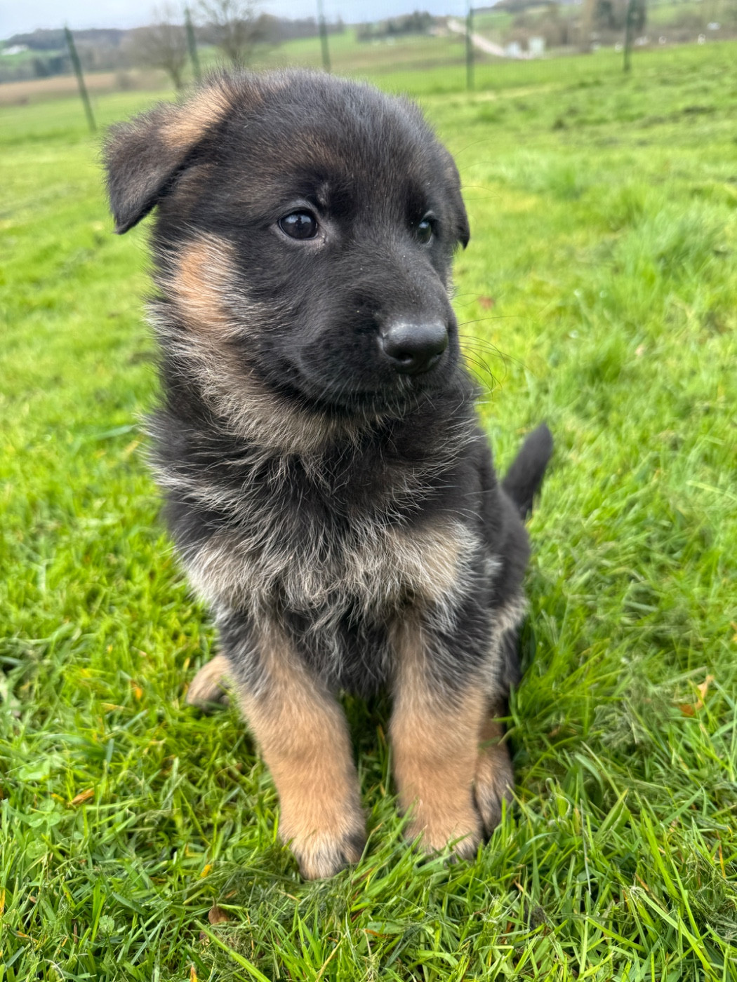 de la P'tite Mosellane - Chiots disponibles - Berger Allemand