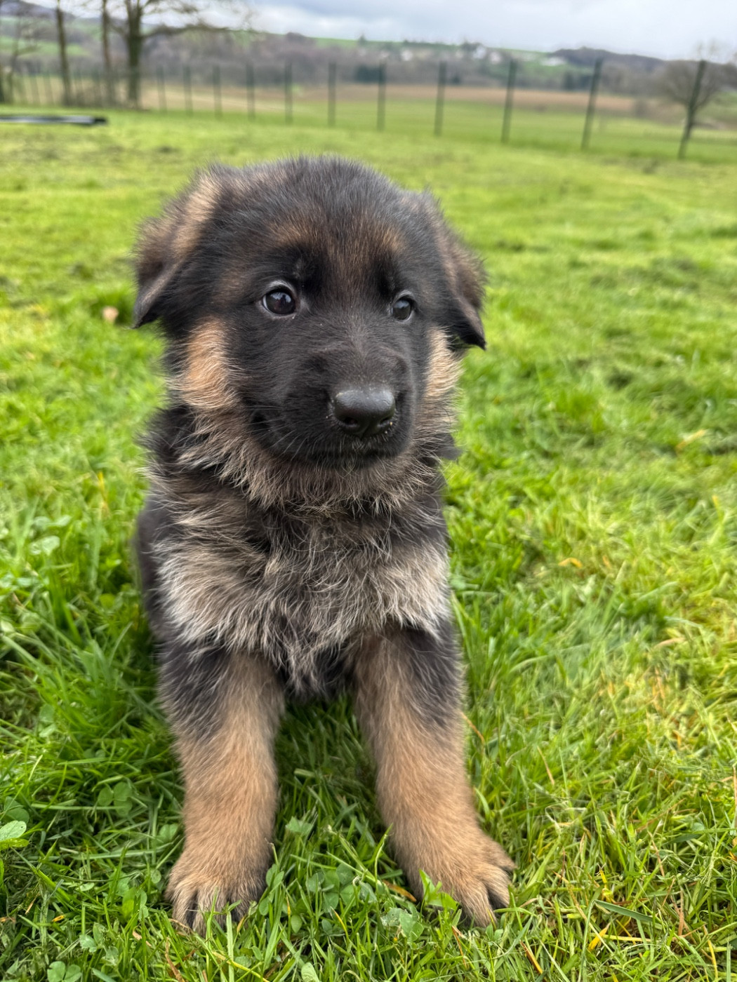 de la P'tite Mosellane - Chiots disponibles - Berger Allemand