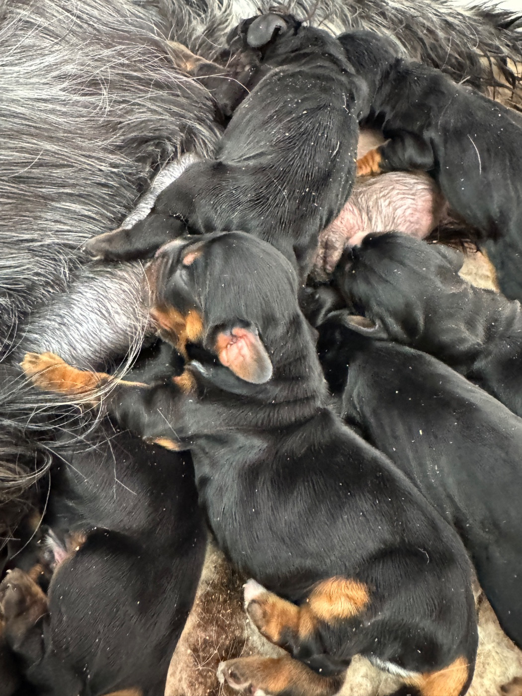 de la P'tite Mosellane - Chiots disponibles - Cocker Spaniel Anglais
