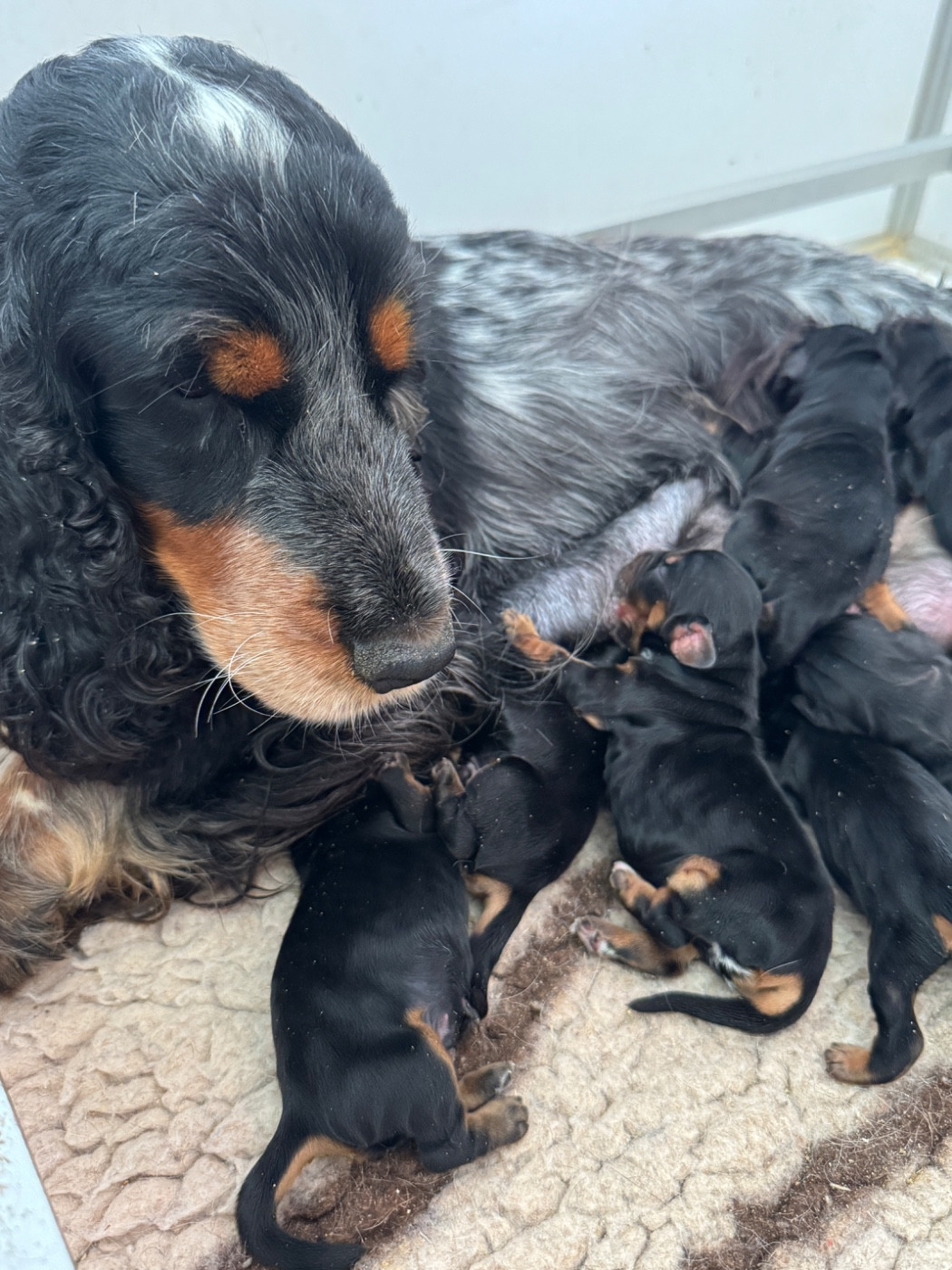 de la P'tite Mosellane - Chiots disponibles - Cocker Spaniel Anglais