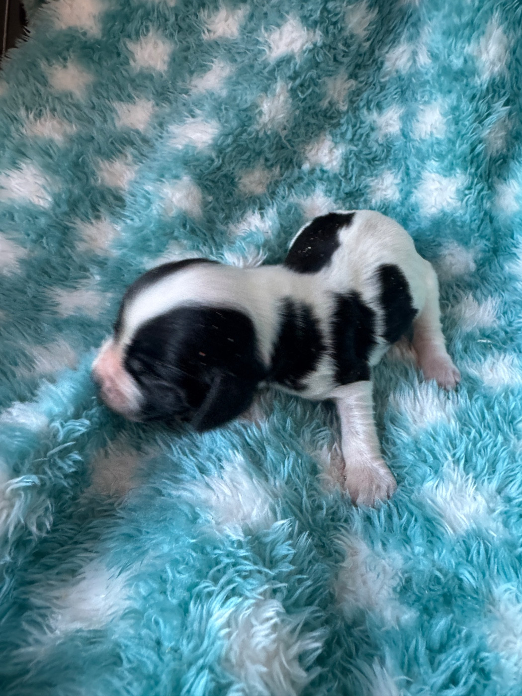 de la P'tite Mosellane - Chiots disponibles - Cocker Spaniel Anglais