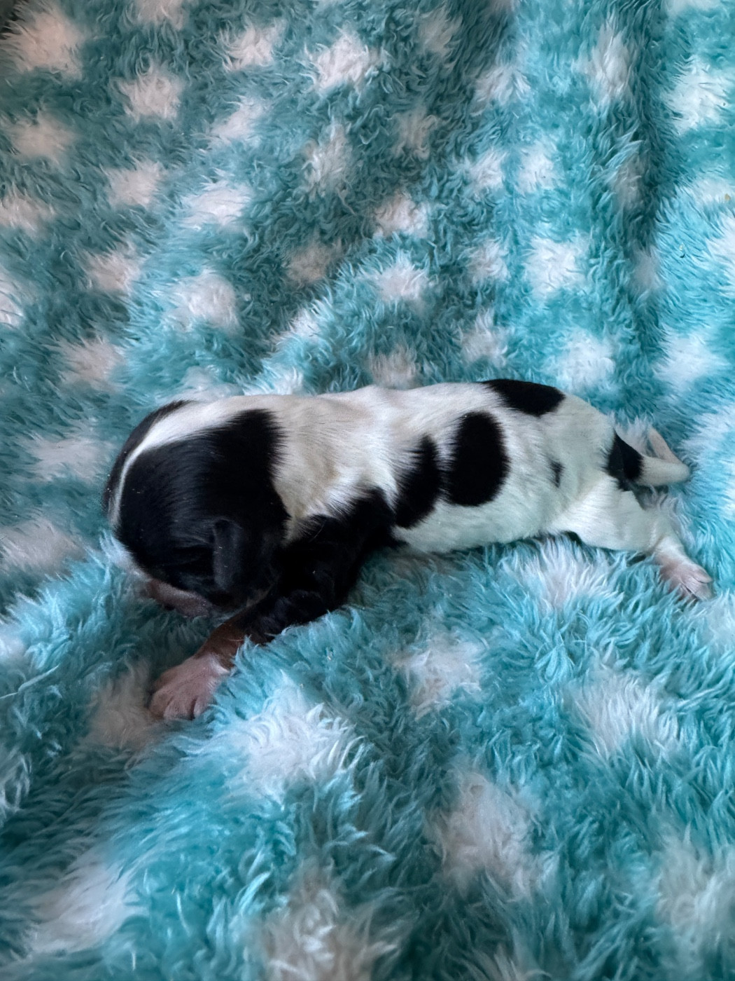 de la P'tite Mosellane - Chiots disponibles - Cocker Spaniel Anglais