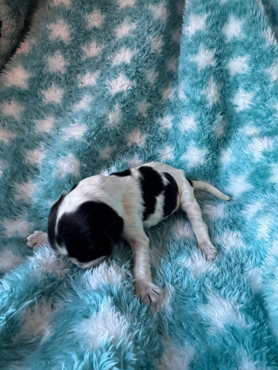 de la P'tite Mosellane - Chiots disponibles - Cocker Spaniel Anglais