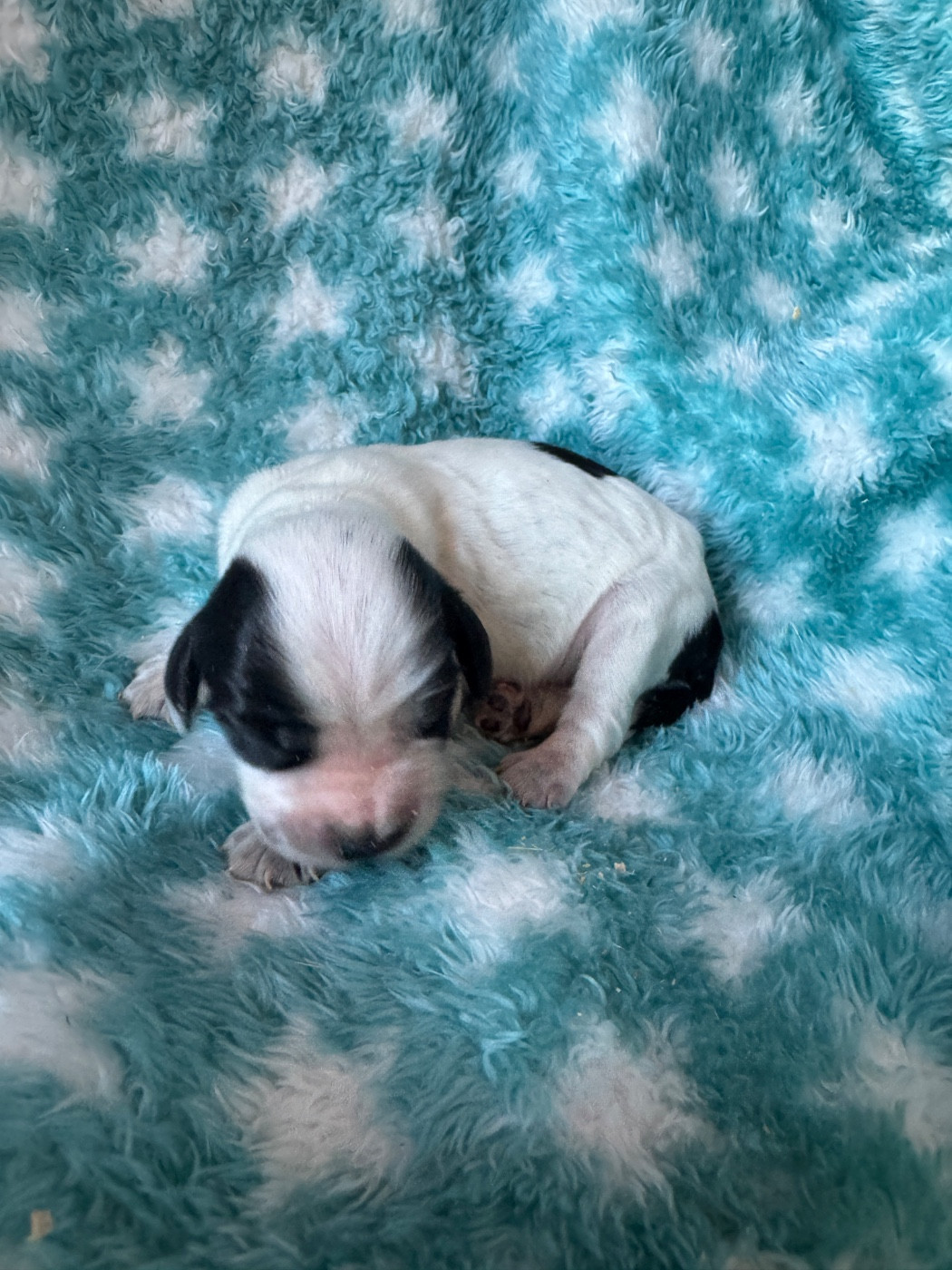 de la P'tite Mosellane - Chiots disponibles - Cocker Spaniel Anglais