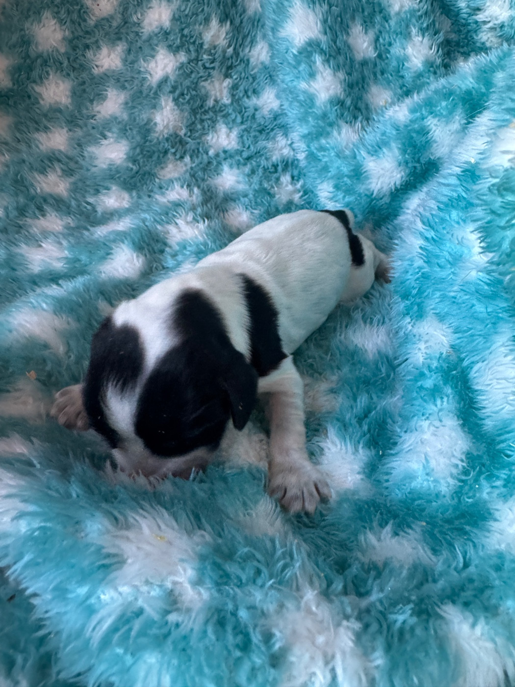 de la P'tite Mosellane - Chiots disponibles - Cocker Spaniel Anglais