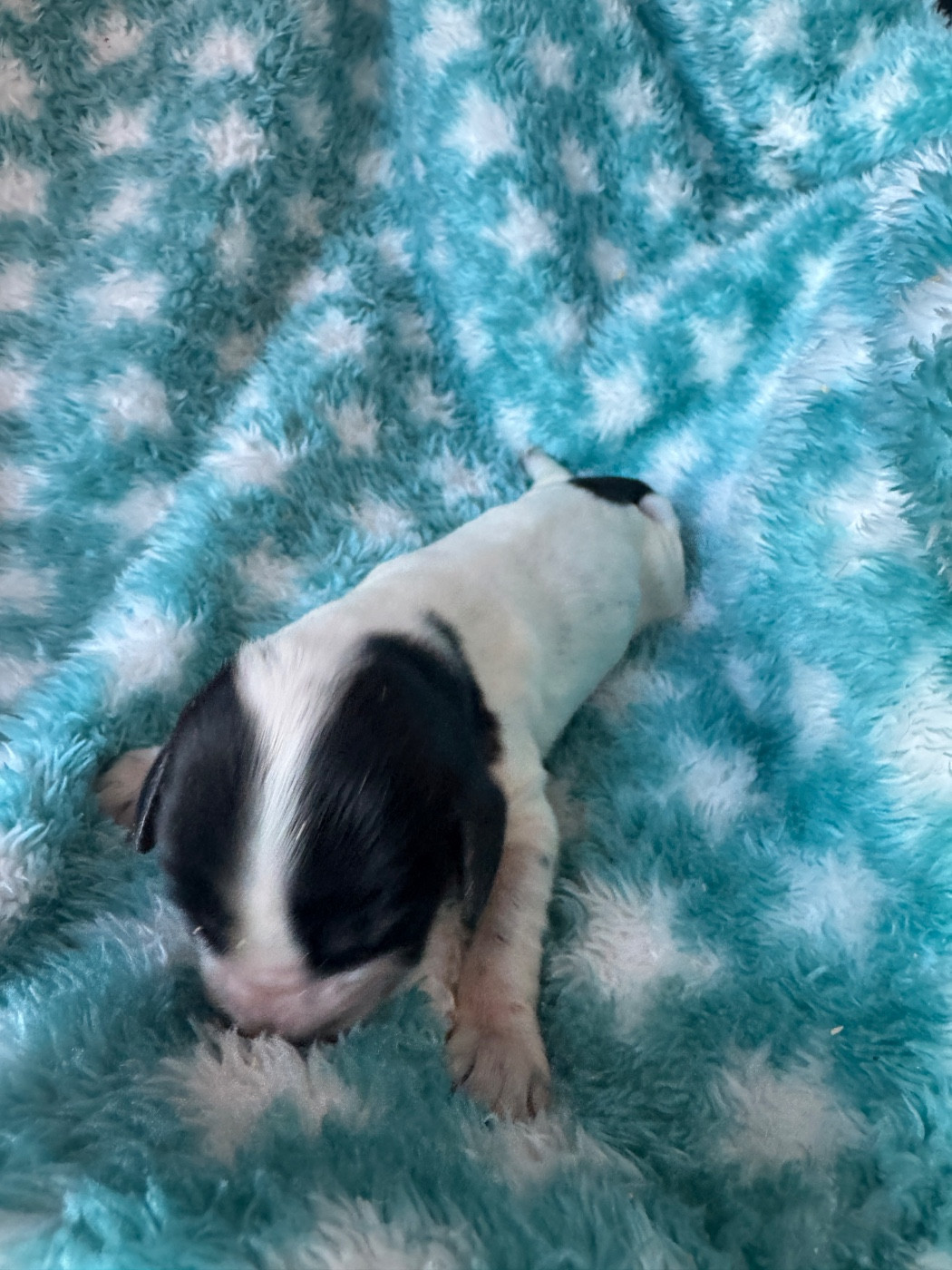 de la P'tite Mosellane - Chiots disponibles - Cocker Spaniel Anglais