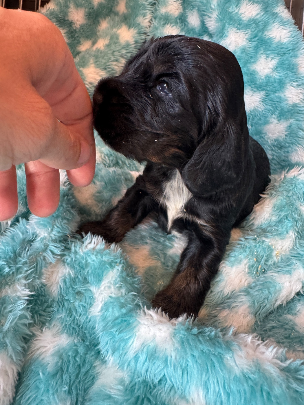 de la P'tite Mosellane - Chiots disponibles - Cocker Spaniel Anglais