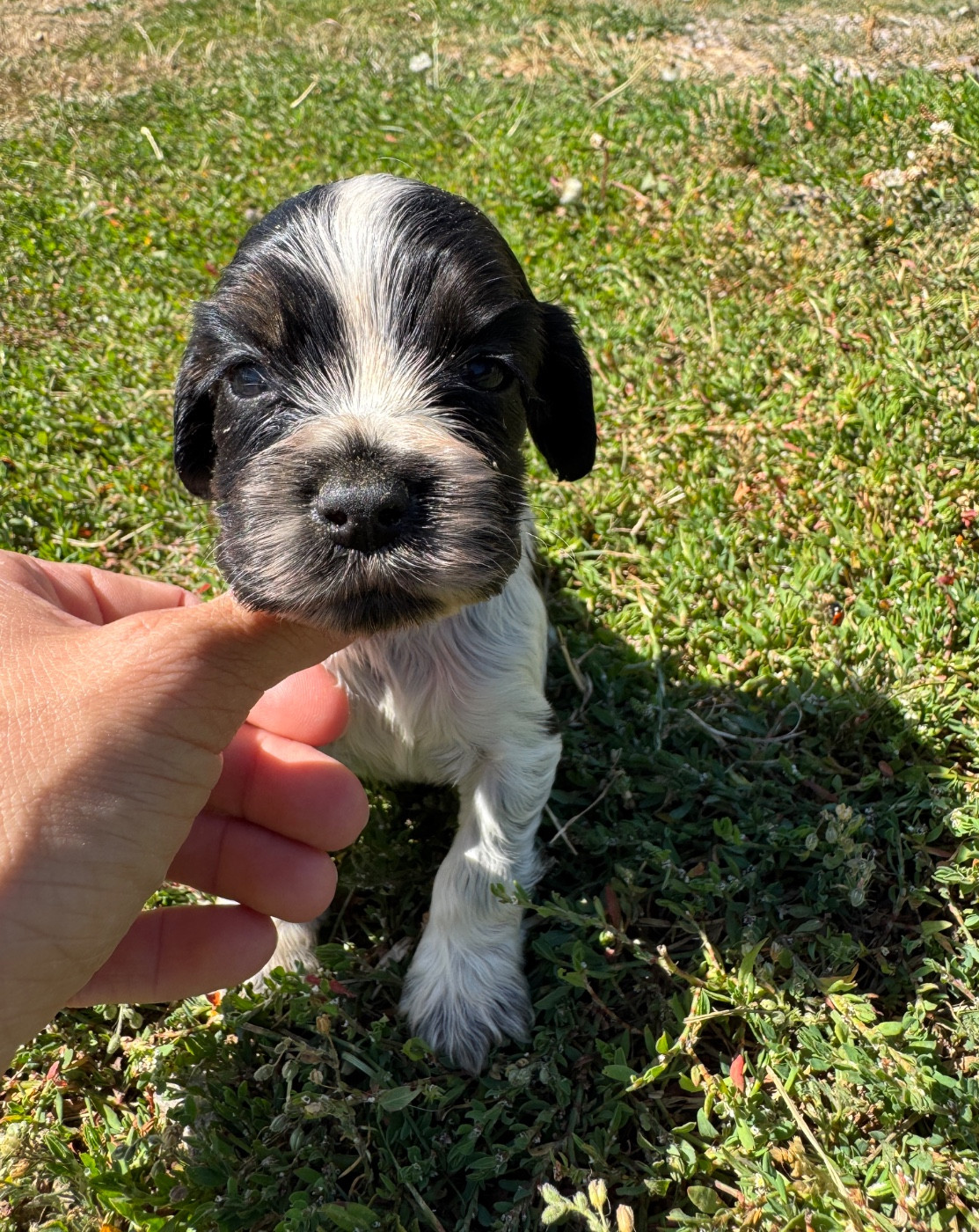 de la P'tite Mosellane - Chiots disponibles - Cocker Spaniel Anglais