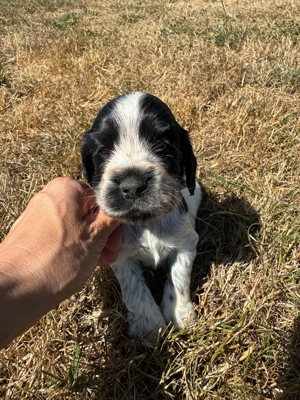de la P'tite Mosellane - Chiots disponibles - Cocker Spaniel Anglais