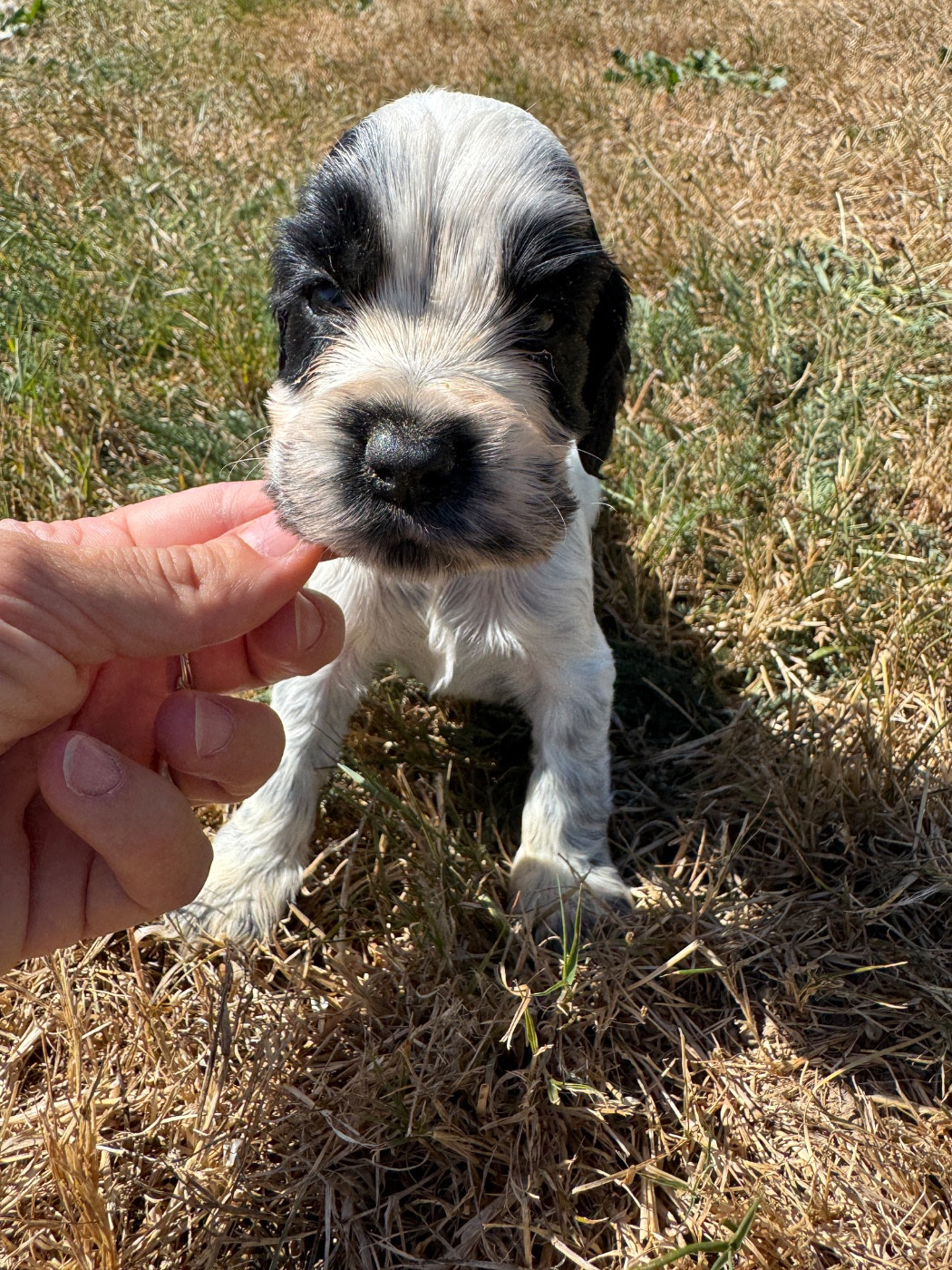 de la P'tite Mosellane - Chiots disponibles - Cocker Spaniel Anglais