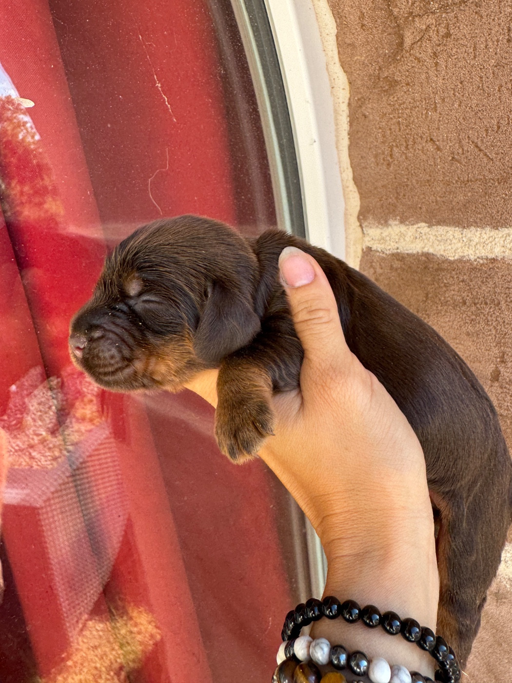 de la P'tite Mosellane - Chiots disponibles - Cocker Spaniel Anglais