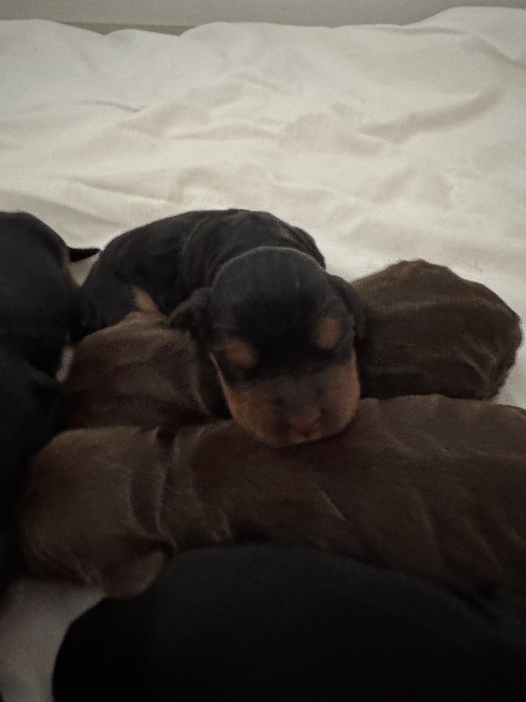 de la P'tite Mosellane - Chiots disponibles - Cocker Spaniel Anglais