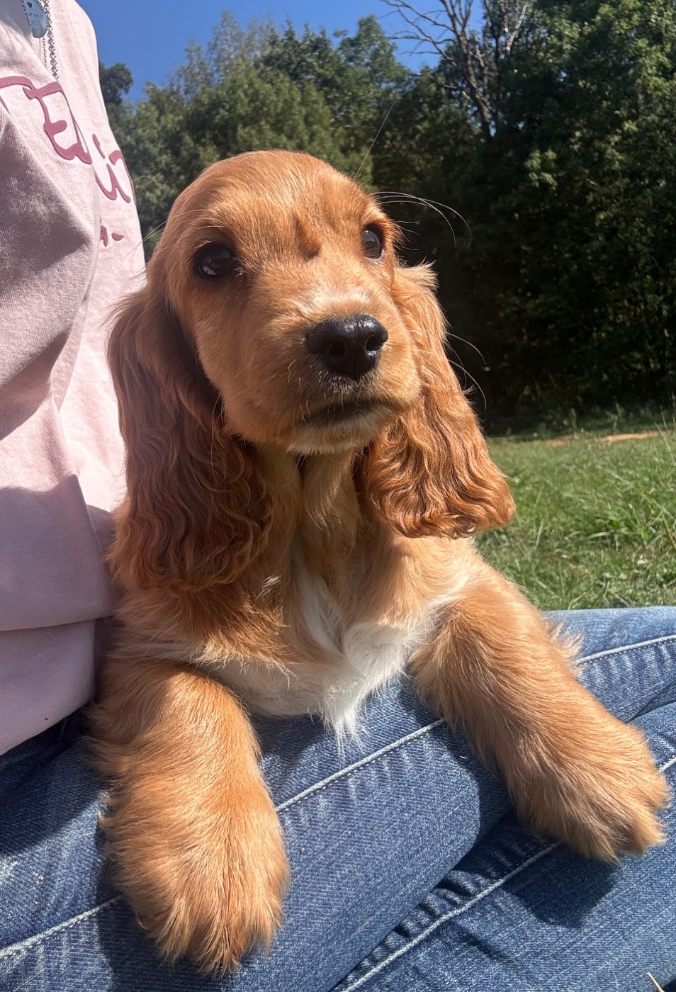 de la P'tite Mosellane - Chiots disponibles - Cocker Spaniel Anglais