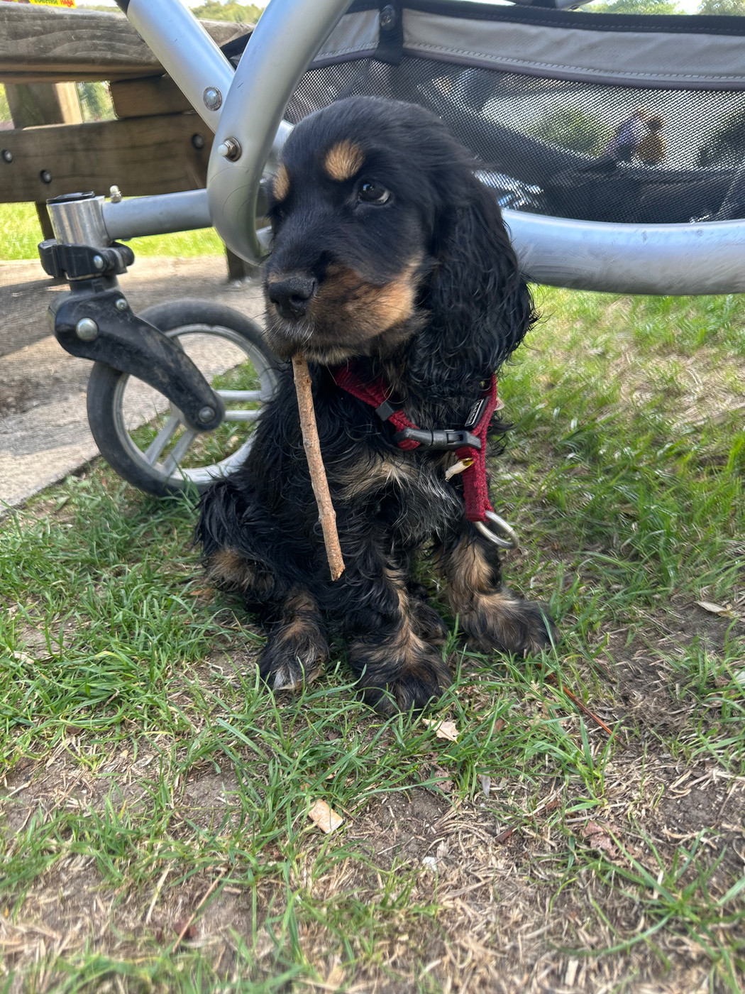 de la P'tite Mosellane - Chiots disponibles - Cocker Spaniel Anglais