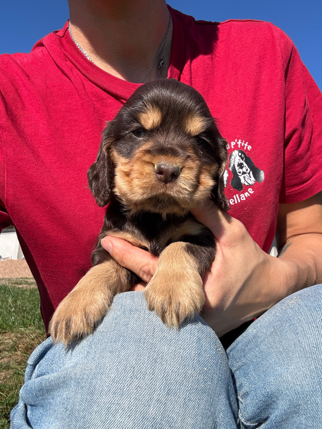 de la P'tite Mosellane - Cocker Spaniel Anglais - Portée née le 12/09/2026