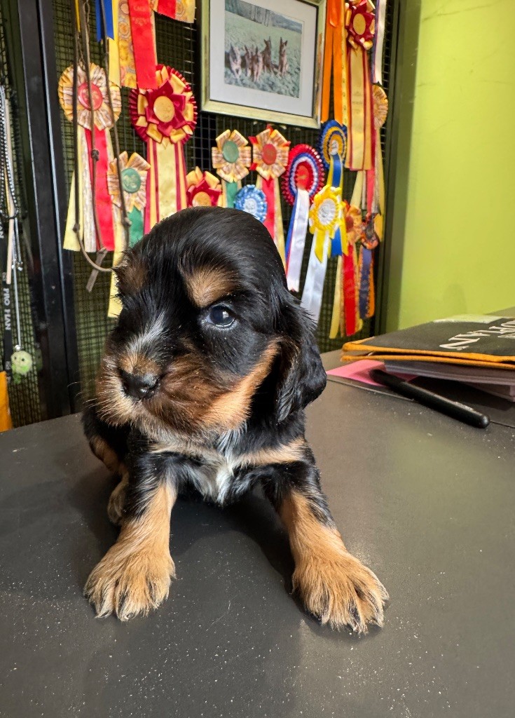 de la P'tite Mosellane - Chiots disponibles - Cocker Spaniel Anglais