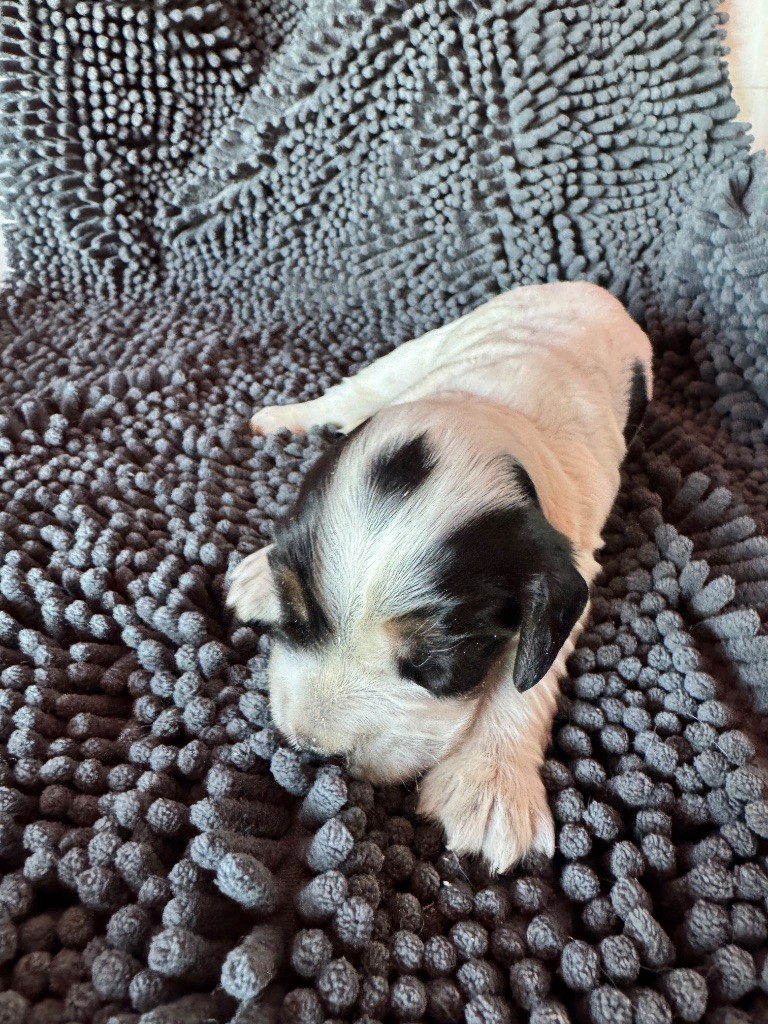 de la P'tite Mosellane - Chiots disponibles - Cocker Spaniel Anglais