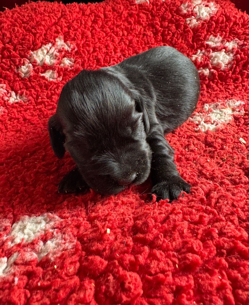 de la P'tite Mosellane - Chiots disponibles - Cocker Spaniel Anglais