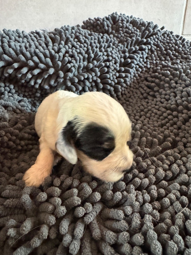 de la P'tite Mosellane - Chiots disponibles - Cocker Spaniel Anglais