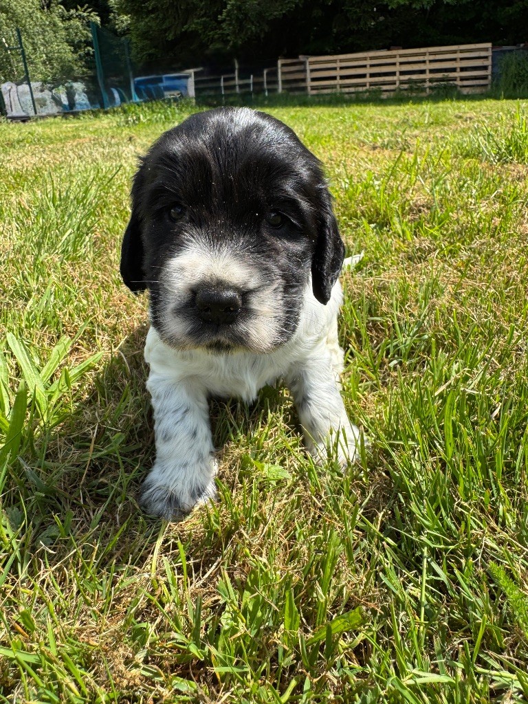 de la P'tite Mosellane - Chiots disponibles - Cocker Spaniel Anglais
