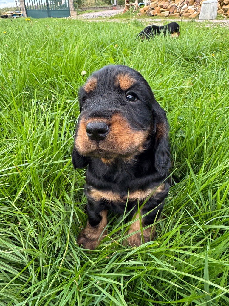 de la P'tite Mosellane - Chiots disponibles - Cocker Spaniel Anglais