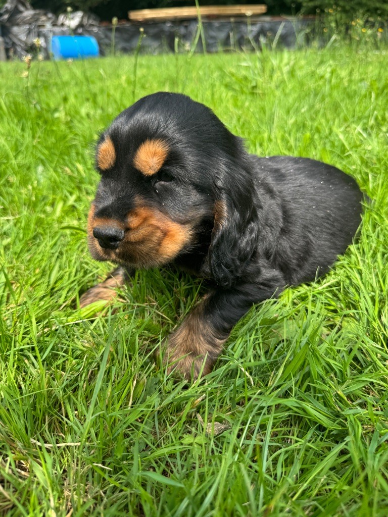 de la P'tite Mosellane - Chiots disponibles - Cocker Spaniel Anglais