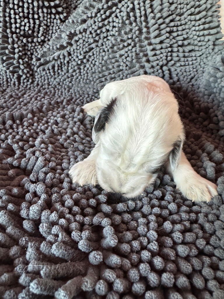 de la P'tite Mosellane - Chiots disponibles - Cocker Spaniel Anglais