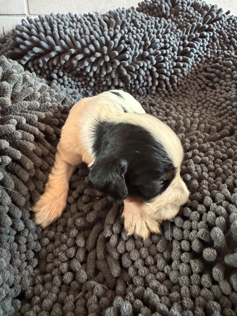 de la P'tite Mosellane - Chiots disponibles - Cocker Spaniel Anglais
