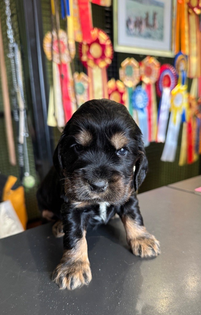 de la P'tite Mosellane - Chiots disponibles - Cocker Spaniel Anglais