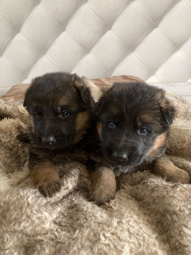 Chiot Berger Allemand de la P'tite Mosellane