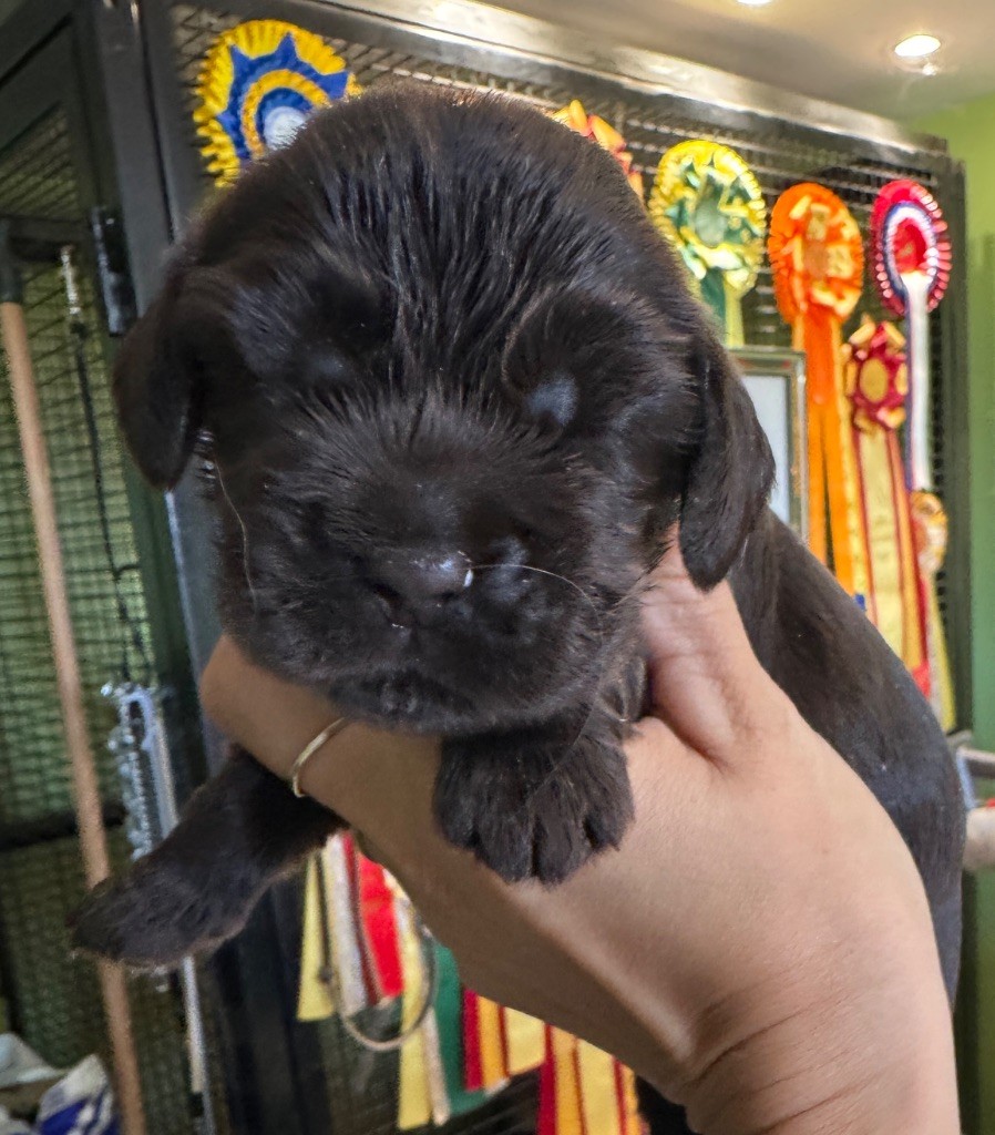 de la P'tite Mosellane - Chiots disponibles - Cocker Spaniel Anglais