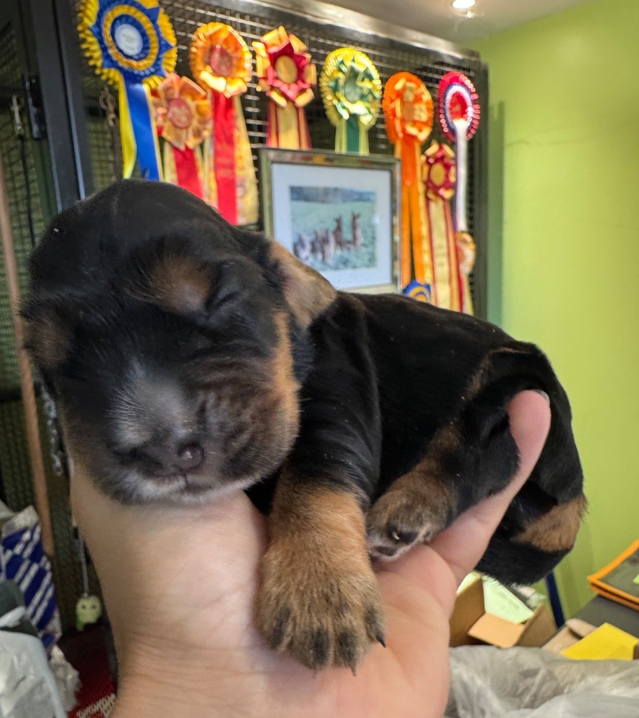 de la P'tite Mosellane - Chiots disponibles - Cocker Spaniel Anglais