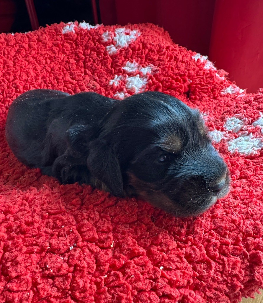 de la P'tite Mosellane - Chiots disponibles - Cocker Spaniel Anglais
