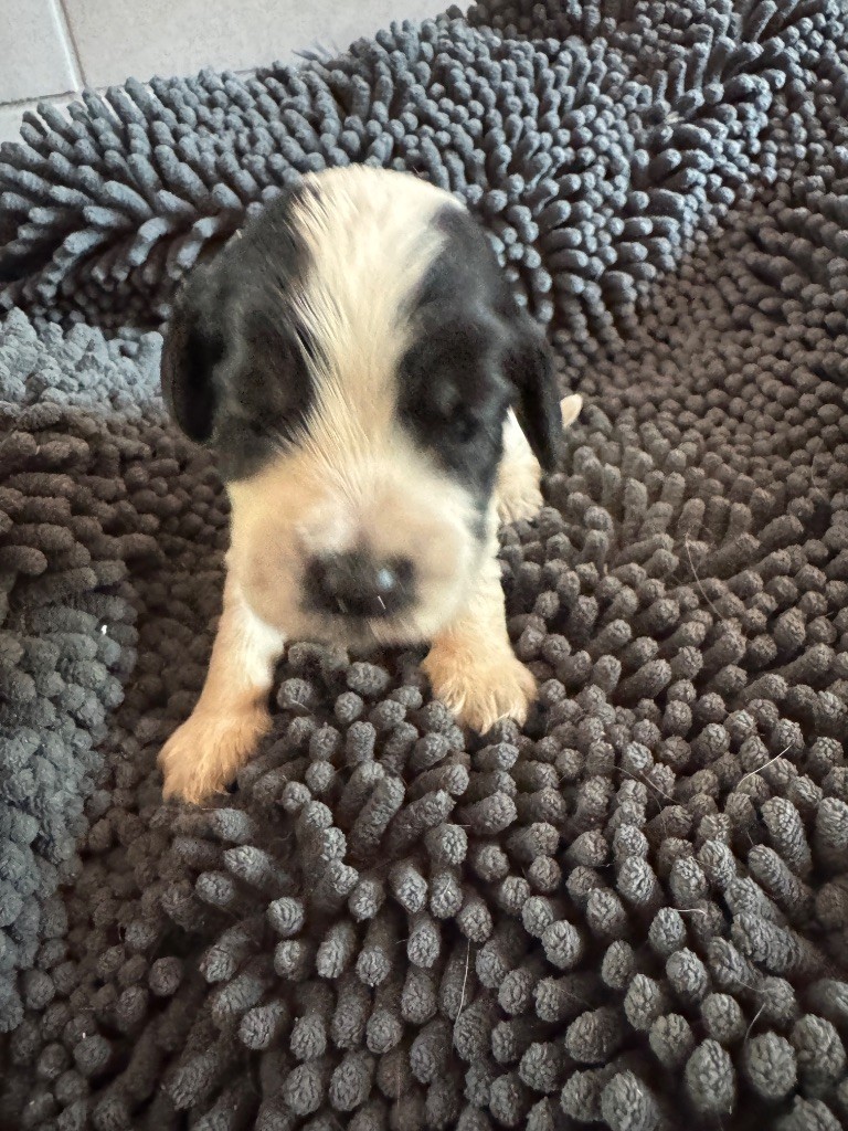 de la P'tite Mosellane - Chiots disponibles - Cocker Spaniel Anglais