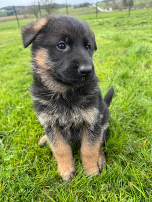 Chiot N°4